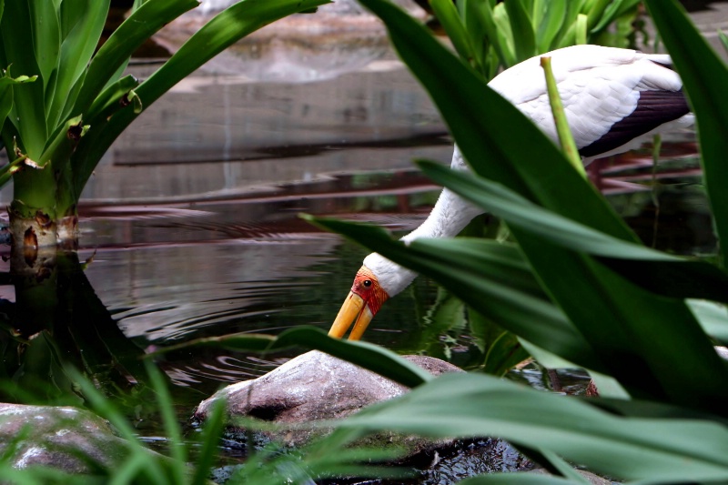 Yellow Billed Stork