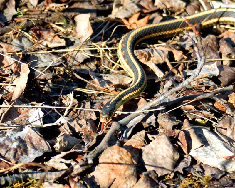 Northern Garter 2