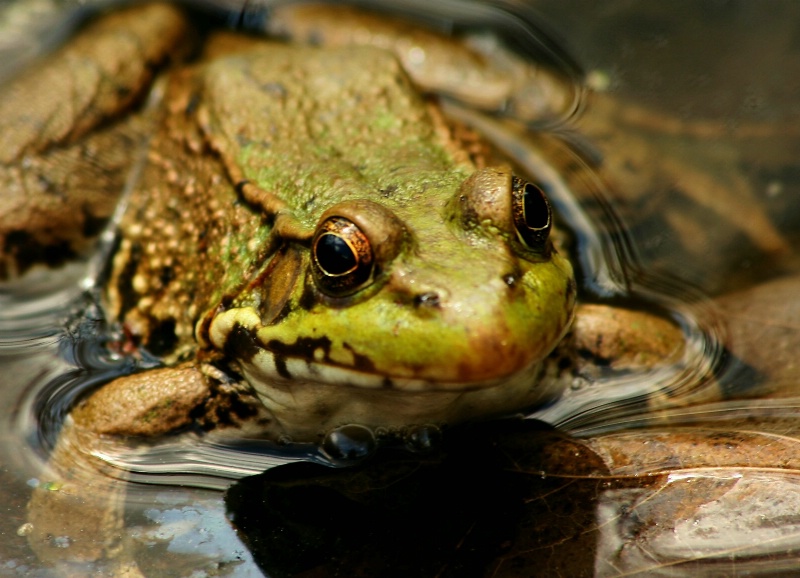 Friendly Froggy