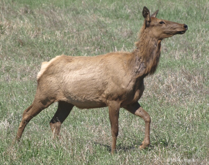 Cow Elk 