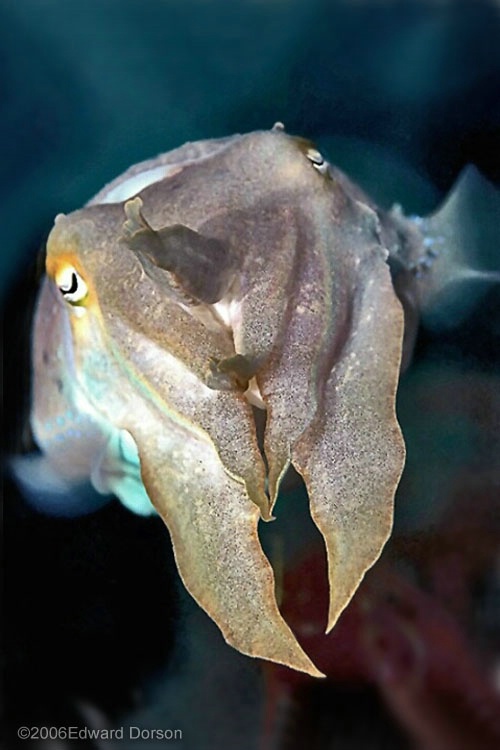 Cuttlefish_1 - ID: 8297145 © Edward Dorson