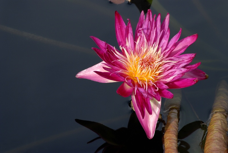 Water Lily  *