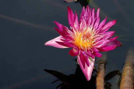 Water Lily  *
