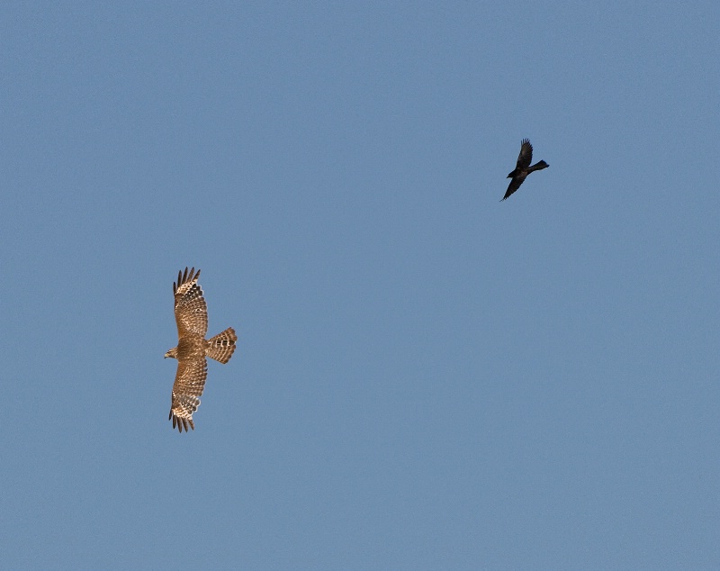 Red shouldered Hawk chased by a Grackle