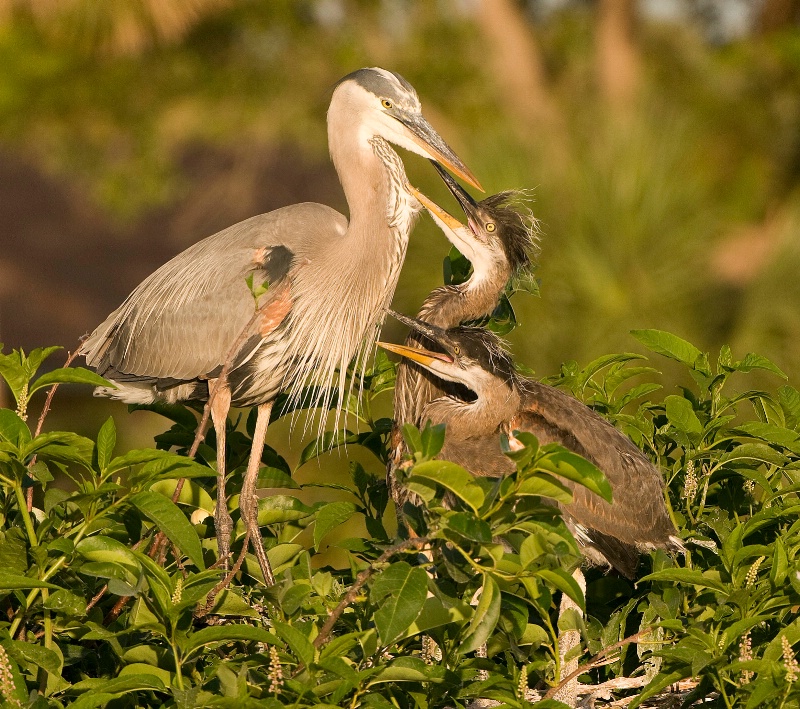 Great Blue Heron with Chicks