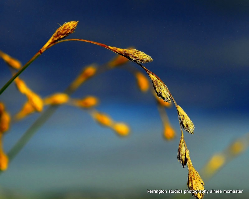 beach grass