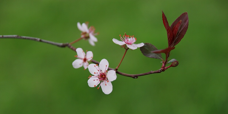 Sandcherry