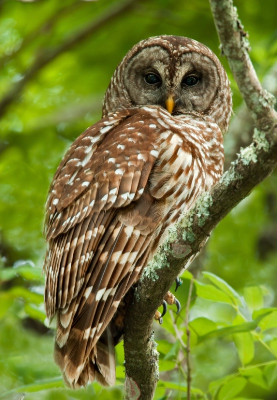 Barred Owl 2 - ID: 8305033 © Michael Cenci