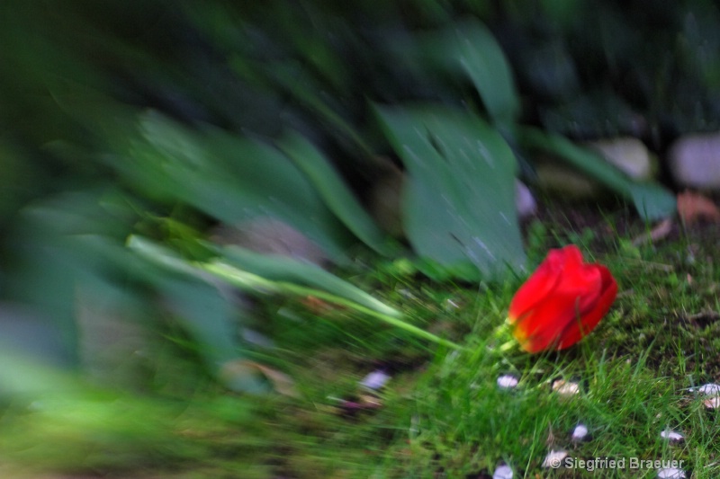 "Spring is over for the Tulip" - Lensbaby