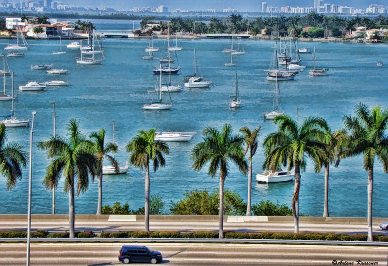 Palm Trees and Boats