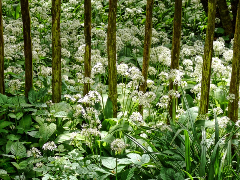 Wild Garlic