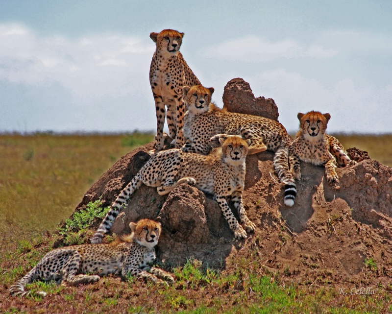 Cheetah Family Portrait
