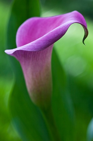 Calla Lily