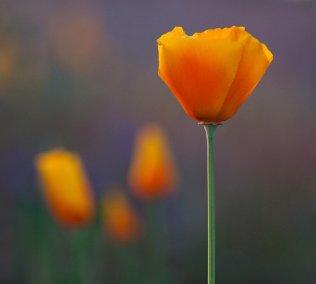 Poppies