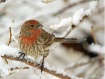 Bird in Snow!