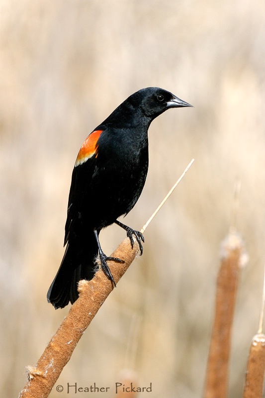 Red-winged Blackbird - Curves