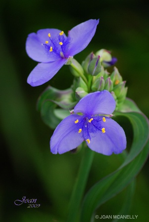 Morning Flowers