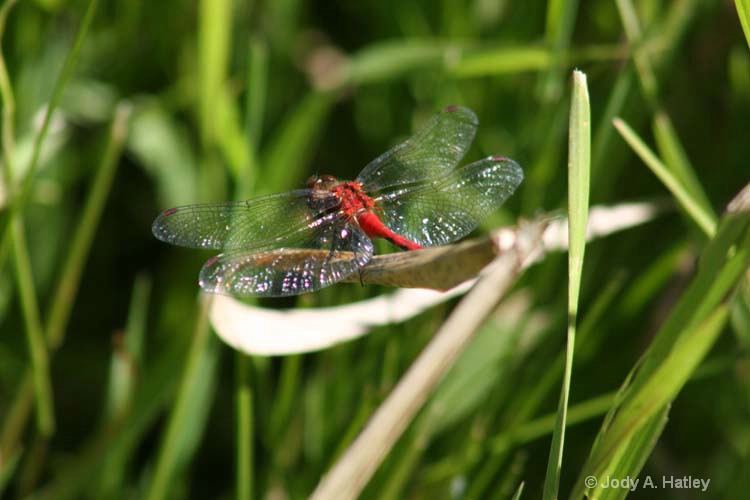 red dragonfly  - ID: 8312780 © Jody A. Hatley