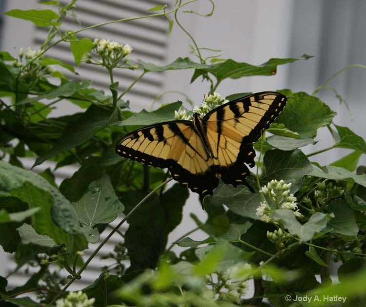 tiger swallowtail butterfly - ID: 8312782 © Jody A. Hatley