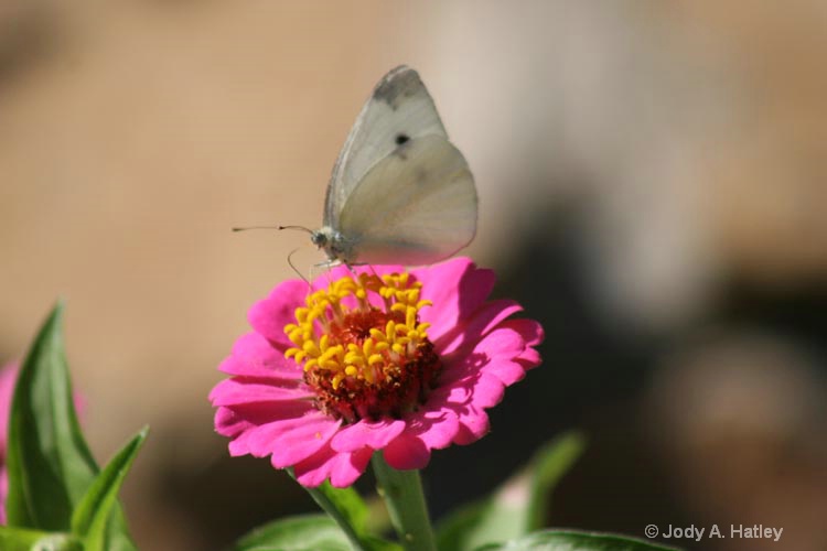 white butterfly  - ID: 8312783 © Jody A. Hatley