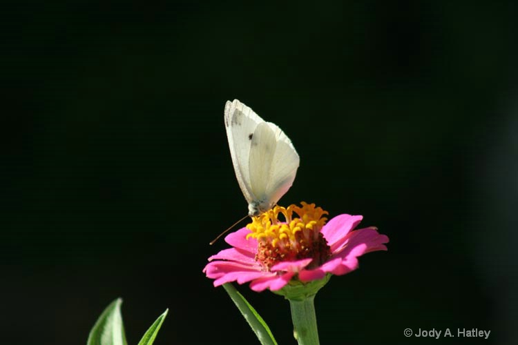 zinnia and butterfly - ID: 8312784 © Jody A. Hatley