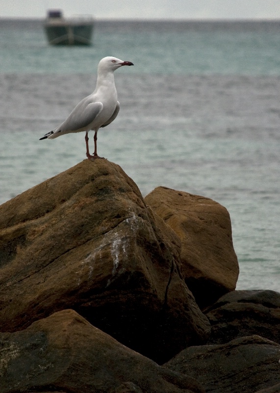 Seagull On A Rock