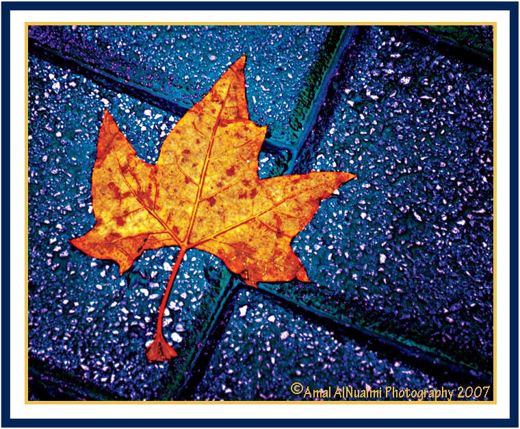 A Leaf in the Street