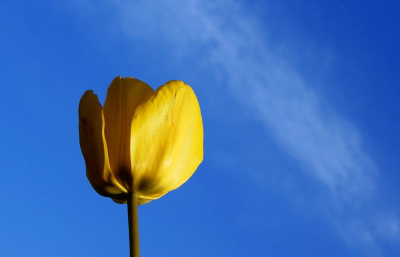 Yellow Tulip