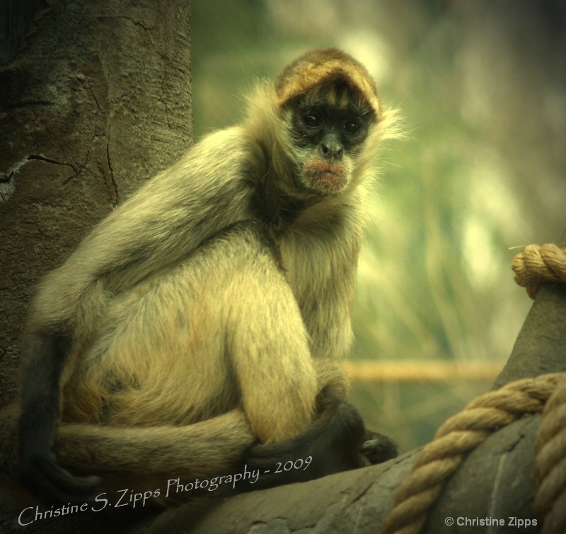 Safari Monkey I