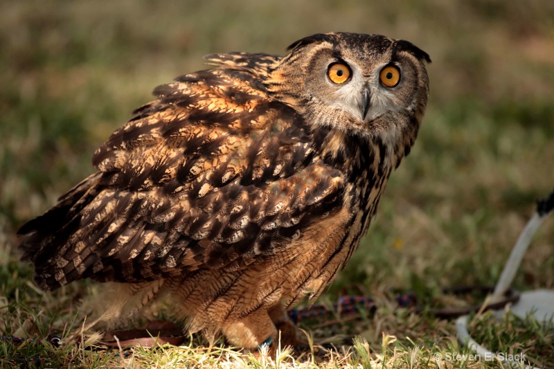 Ground Owl