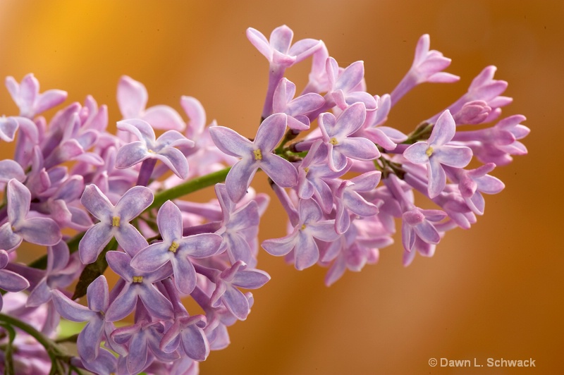 Lilac 2 - ID: 8317415 © Dawn Schwack
