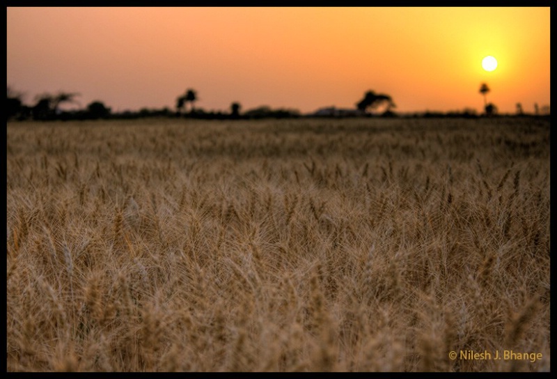 Sun & Wheat