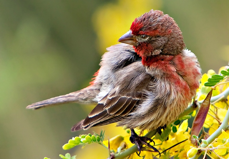 Spring Feathers