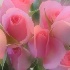 © John T. Sakai PhotoID# 8320796: Soft Rose Bouquet