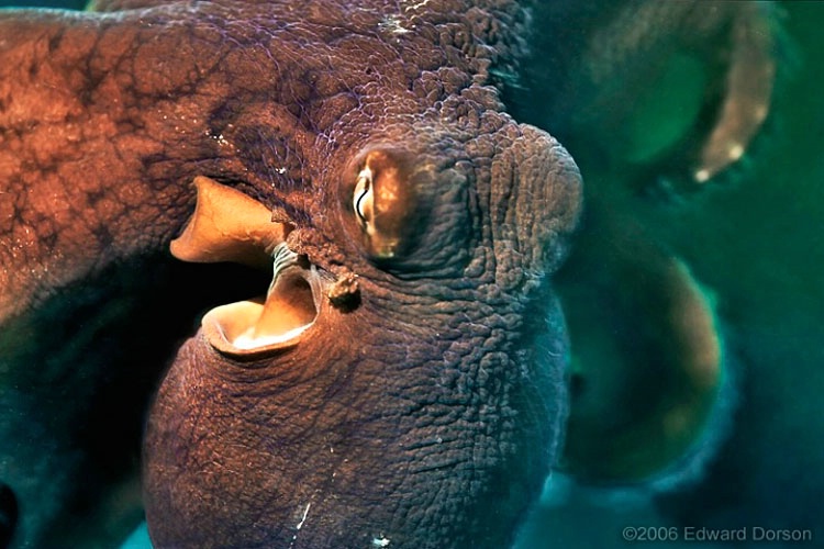 Octopus_5 - ID: 8321938 © Edward Dorson