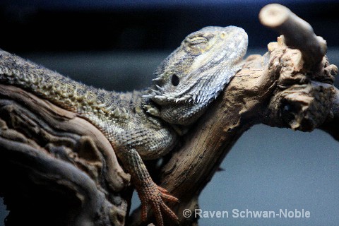Bearded Lizard hanging out - ID: 8322808 © Raven Schwan-Noble