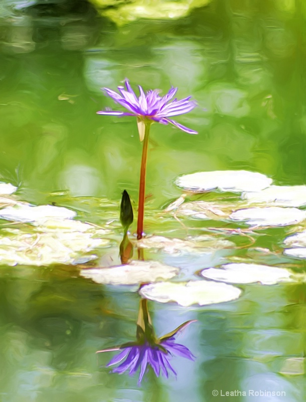 Purple Water Lilly Reflection