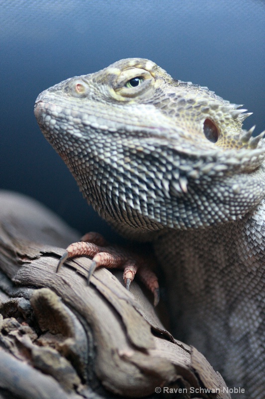 Bearded Dragon Lizard portrait - ID: 8323773 © Raven Schwan-Noble