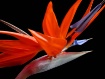 Estrelicia
