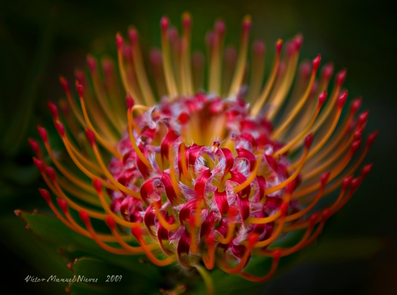 Red Protea