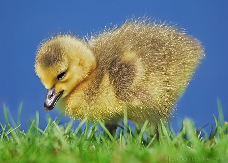 Little Peep