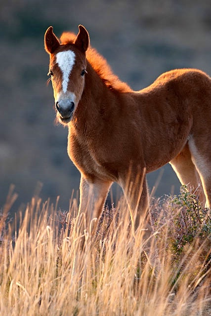 Wild Horse Foal in Late Light