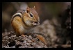 Out of Hibernatio...
