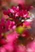 Pink Spring 
