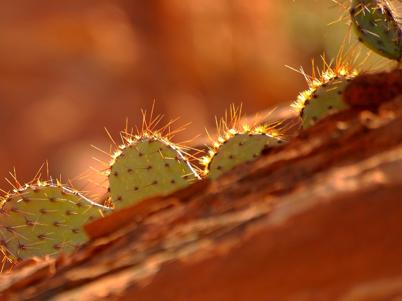Morning Cacti