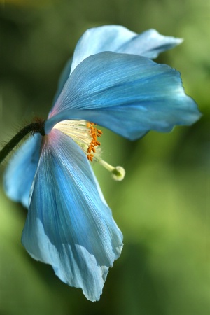 Blue Poppy Profile