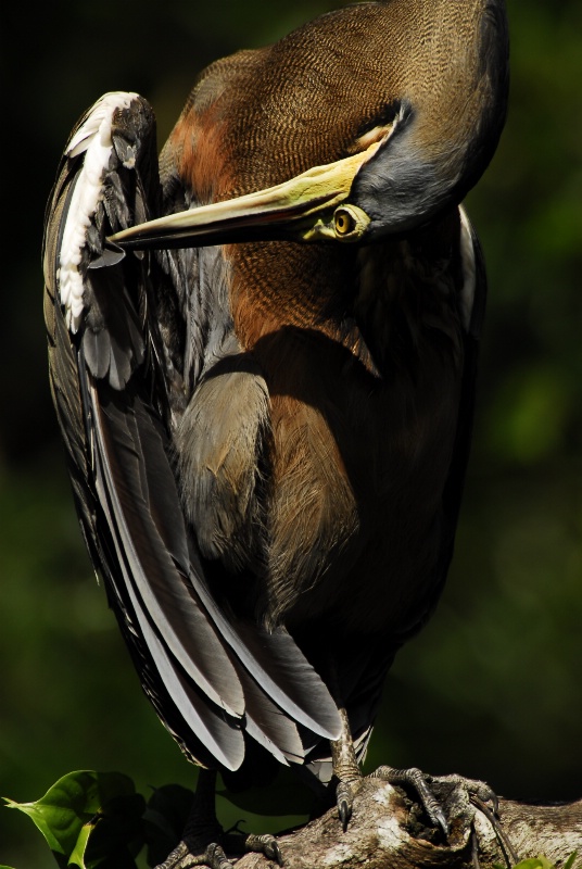 Tiger Heron Preening