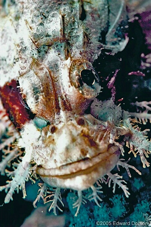 Tassled Scorpionfish 2 - ID: 8331955 © Edward Dorson