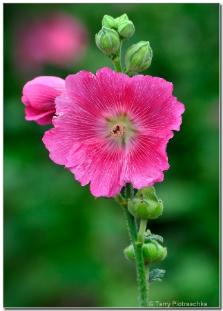 Hot-Hot-Hot Hollyhocks