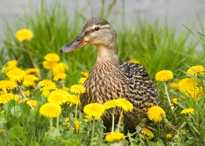Dandilion Duck- Mothers Day Portrait